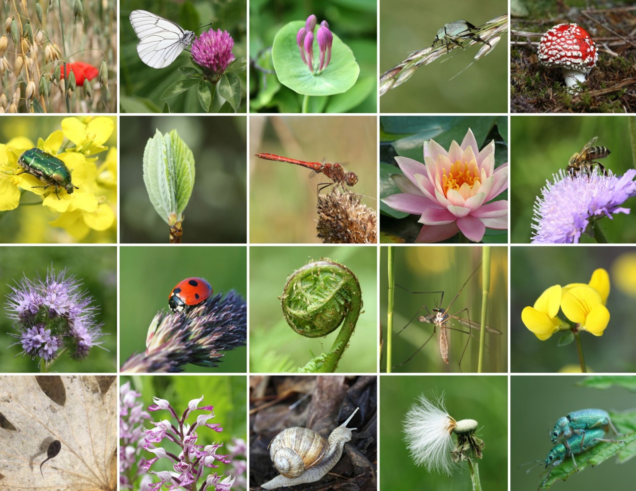 Terra Madre porta a Torino pace, biodiversità e voci internazionali