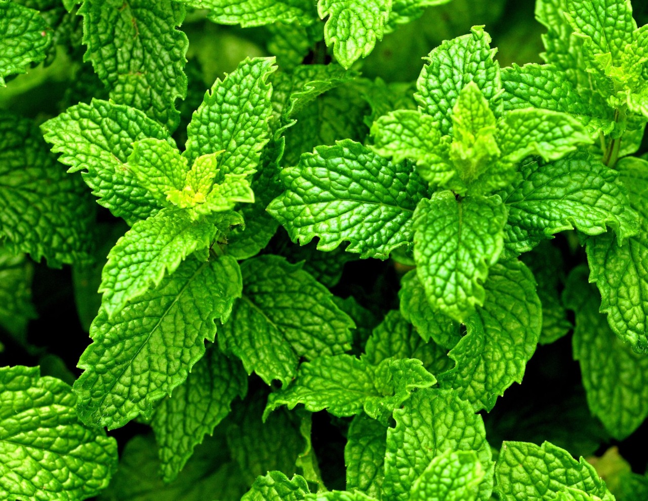 A Pancalieri torna Viverbe, cinque giorni dedicati alla menta
