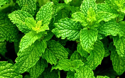 A Pancalieri torna Viverbe, cinque giorni dedicati alla menta